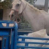 اسب کرد خالص