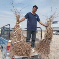 نهال انگوریک ساله و دوساله با ضمانت کتبی