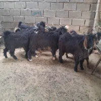 کشتار بره بیگ شیشک سفارشات پذیرفته میشود