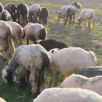 فروش شیشک