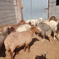 میش|حیوانات مزرعه|پاسارگاد, |دیوار