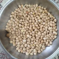 نخود تازه زود پز