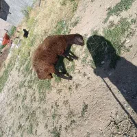 میش افشاری