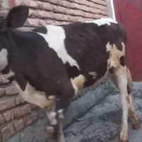 گوساله
