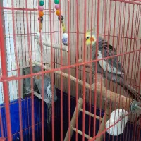 دوعدد طوطی نر وماده تخم گذار نر حرف می‌زند