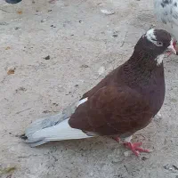 کفتر گرو