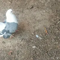 دم چتری کله ماری پر پا