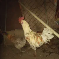 خروس