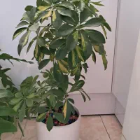 گل طبیعی|گل و گیاه طبیعی|تهران, یافت آباد جنوبی|دیوار