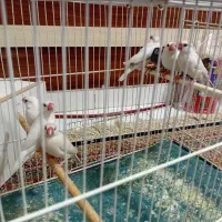 فنچ نرگسی سیلور معاوضه باکوتوله