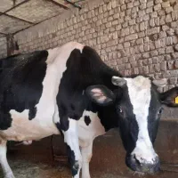 سلام گاوشیری.