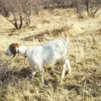 بز سانن و پاکستانی