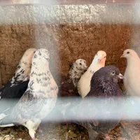 ۶تا نر پرشی