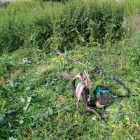 علف زنی باغ باغچه شیراز..حومه..علفهای خشک شده
