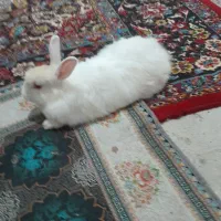 خرگوش|موش و خرگوش|شوشتر, |دیوار