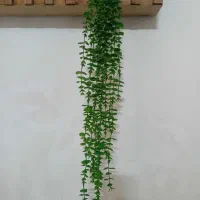 ریسه شمشاد