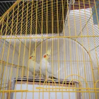 عروس هلندی مولد لوتینو جوان