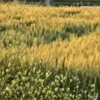 چهارکپه کاه ...دره مورد،چشمه شیرین