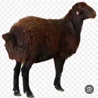گوسفند غزل افشار