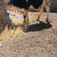 گوساله