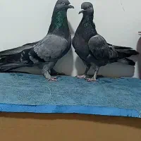 کبوتر اهنی پر بازی کن