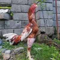 خروس لاری