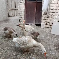 قو غاز تخمگذار