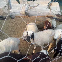 گوسفند و بره