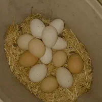 تخم مرغ رسمی