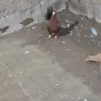 زرد کاکلی جوجه،نر سرخ کاکلی،شاخی