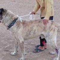 سگ ا فغا نی