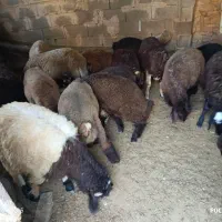 میش با بره