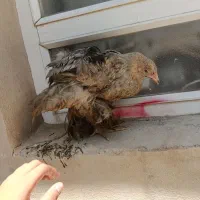 جوجه برهما