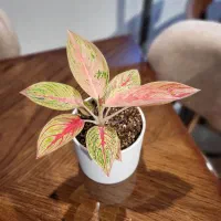 گل طبیعی آگلونما