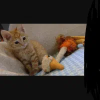واگذاری بچه گربه نارنجی dsh