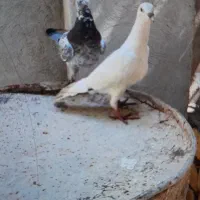 کبوتر  آس