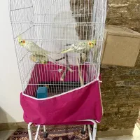 جفت عروس هلندی مولد