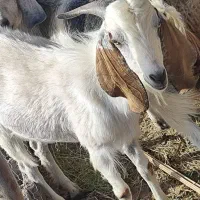 نری چاق چاق