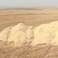 فروش کاه
