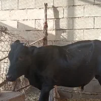 حیوانات مزرعه