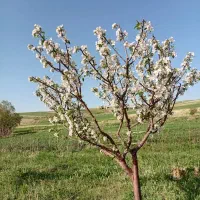 فروش باغ با دوچاه قیمت توافقی