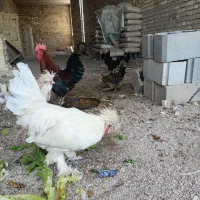 خروس لهستانی