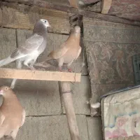 کبوتر|پرنده|الیگودرز, |دیوار