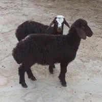۲ راس بره ماده دشتی برای نگهداری