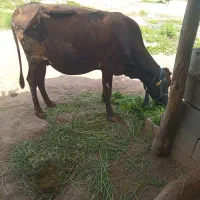 گاو با گوساله ماده بدون شیر