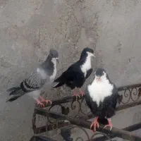 کفتر کر باتی خوب