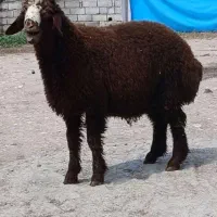 گوسفند بره نر قوچی قلدر ۴ماهه افشار