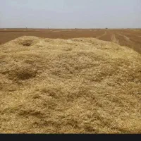 کاه گندم دیم