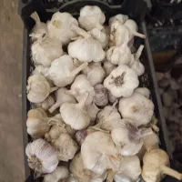 سیر بومی