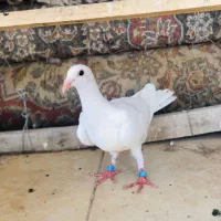 کفتر پرشی و جوجه کش